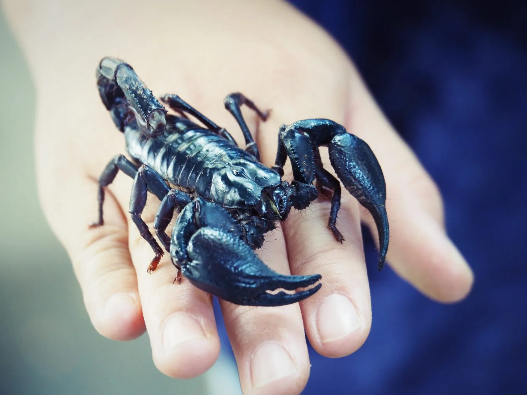 A live giant forest scorpion or Asian forest scorpion is staying on a hand.